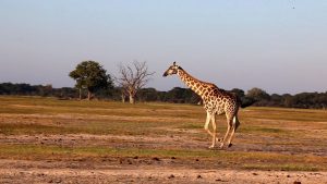 Home The Tasimba Safari Experience Home The Tasimba Safari Experience