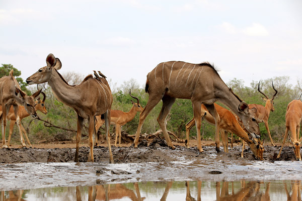 Tasimba - You Can Hide - Antelope at waterhole