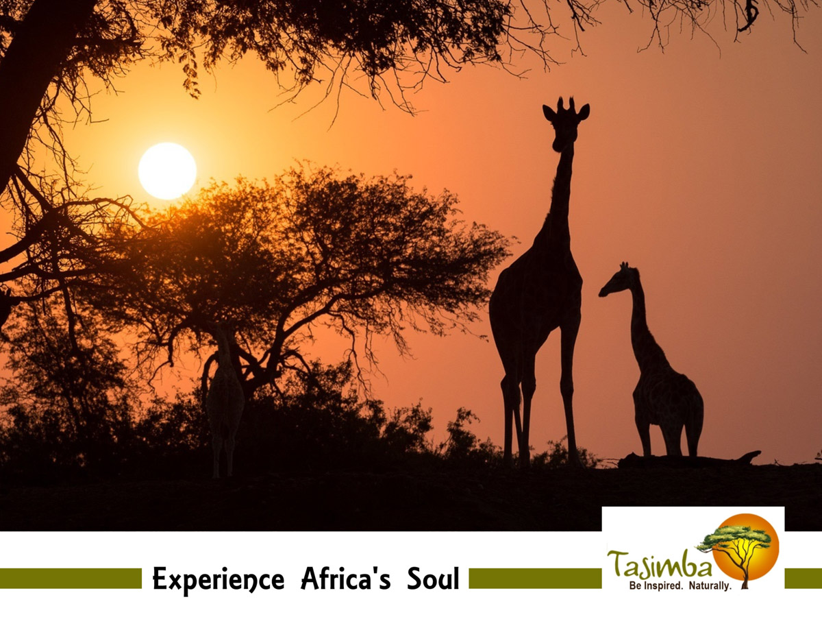Don’t Just Go to Africa! Immerse Yourself in It! - The Tasimba Experience