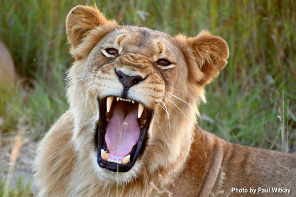 Why Return to Tasimba, lion