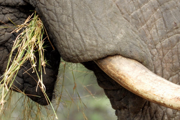 Elephants are a keystone species, Tasimba Keystone Individual