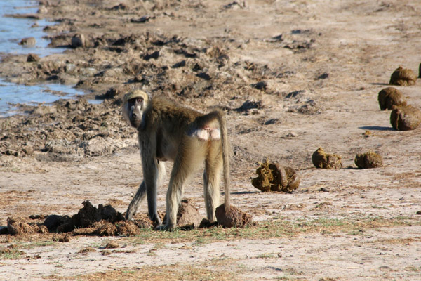 Elephants are a keystone species, Tasimba Keystone Individual