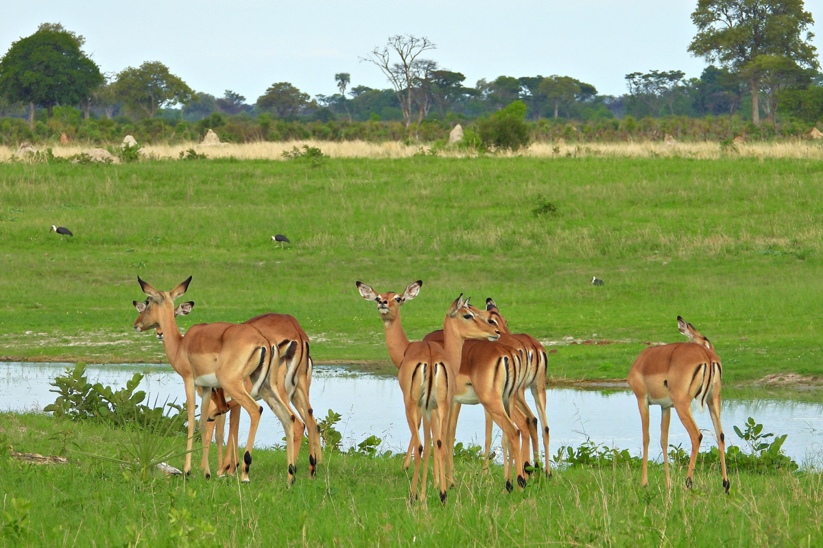 The Extraordinary Green Season - The Tasimba Experience
